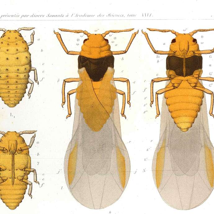 Le phylloxera dans le département de la Loire