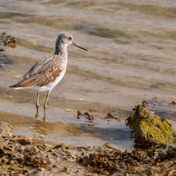 Point de vue sur les oiseaux du bord de mer