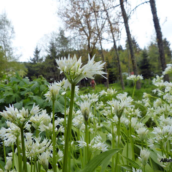 Jardin botanique Christian Grosclaude