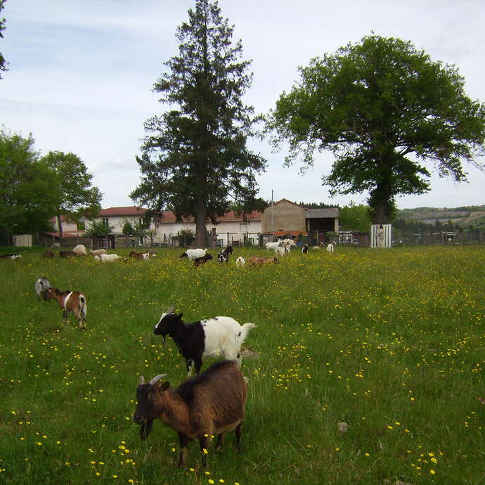 Ferme - Au Bonheur des animaux