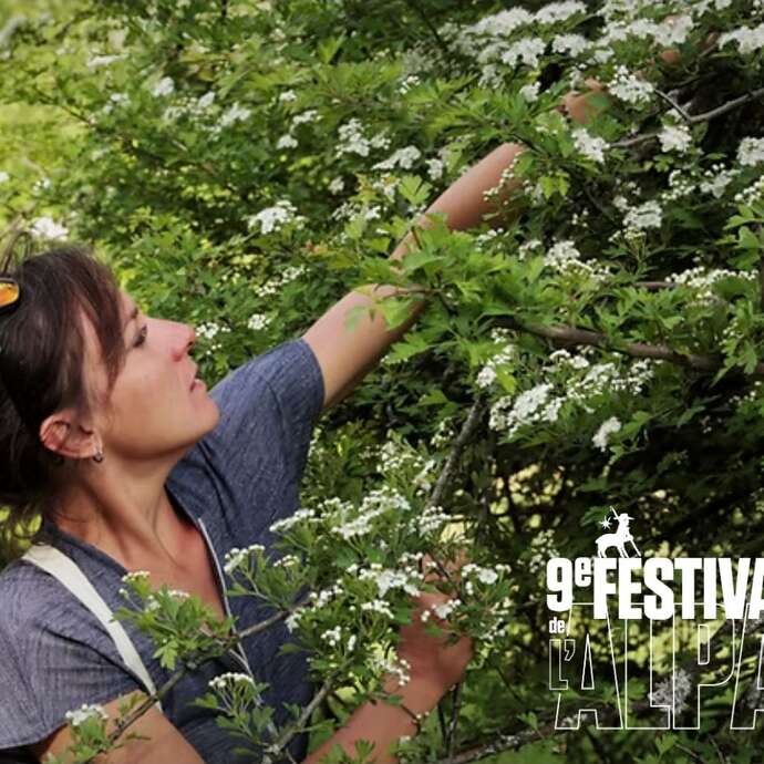 Festival de l'Alpage : Sortie ethnobotanique à la découverte des plantes médicinales du Valgaudemar