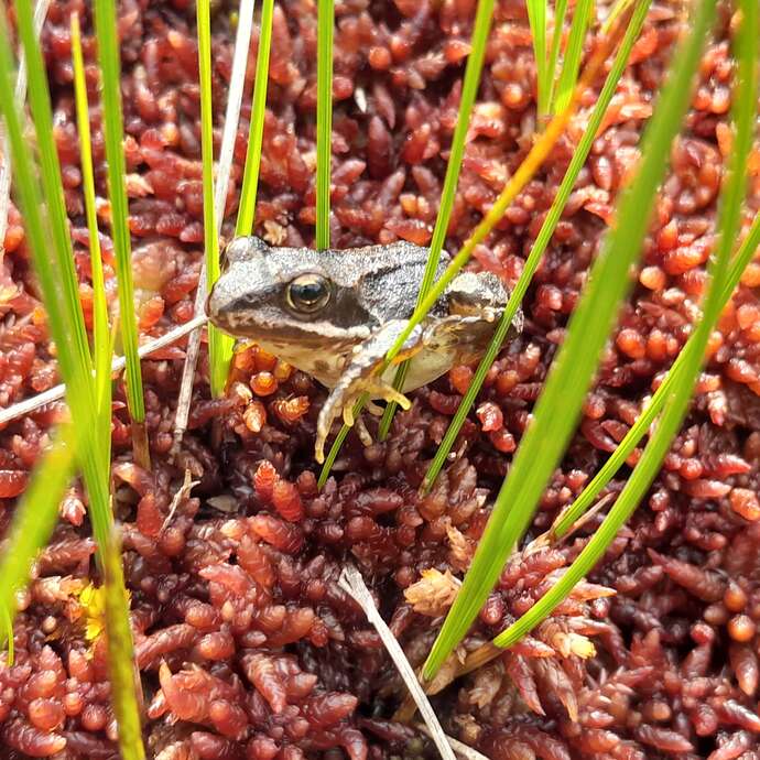 A la découverte des amphibiens et de l'écosystème de la mare