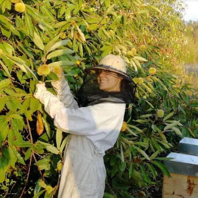 Plongez au cœur du monde des abeilles et des plantes sauvages