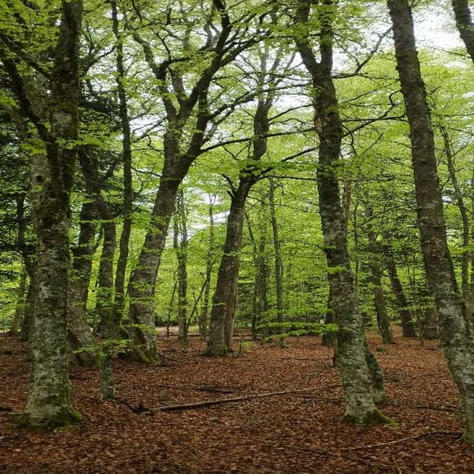 Forêt de la Croix de l’homme mort