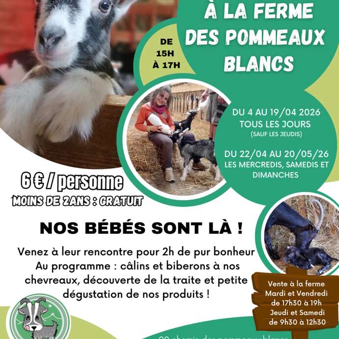 Un printemps à la Ferme des Pommeaux Blancs