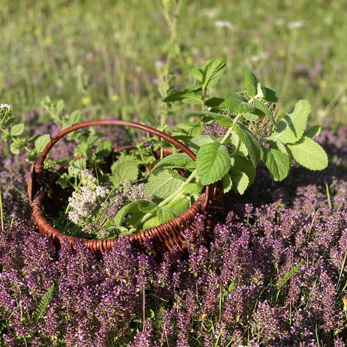 Randonnée et atelier, de la botanique à la mixologie