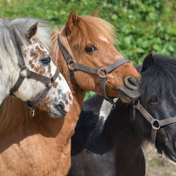 Fête ton anniversaire au Poney club Equi'Action