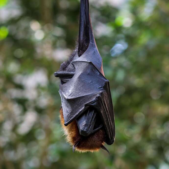 Les chauves-souris, reines de la Nuit