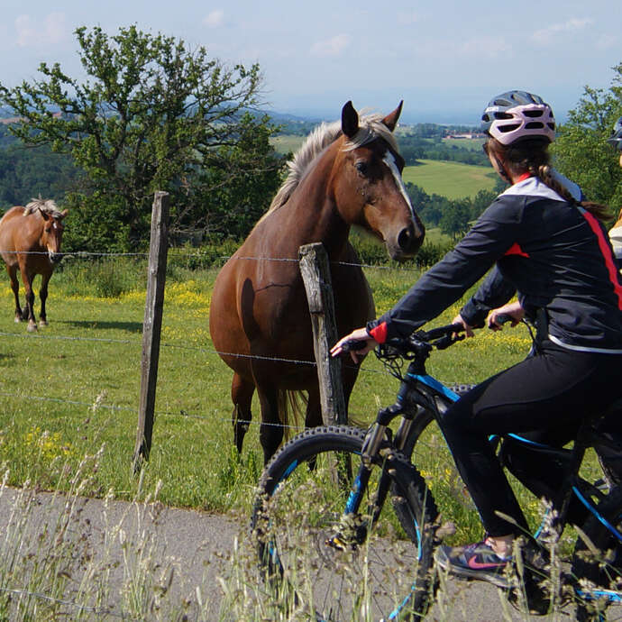 N°12 Circuit des bois