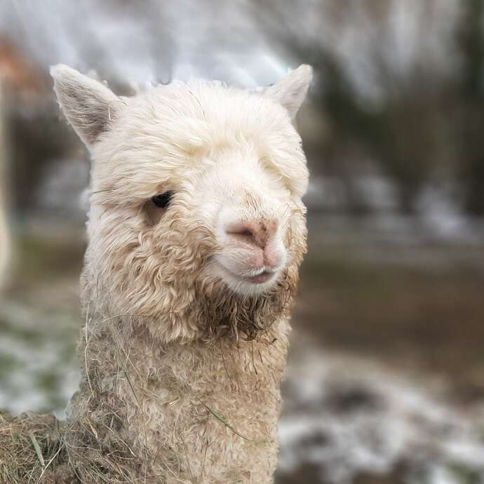 La Ferme de Kalmia