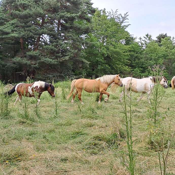 Balades / randonnées à cheval et poneys