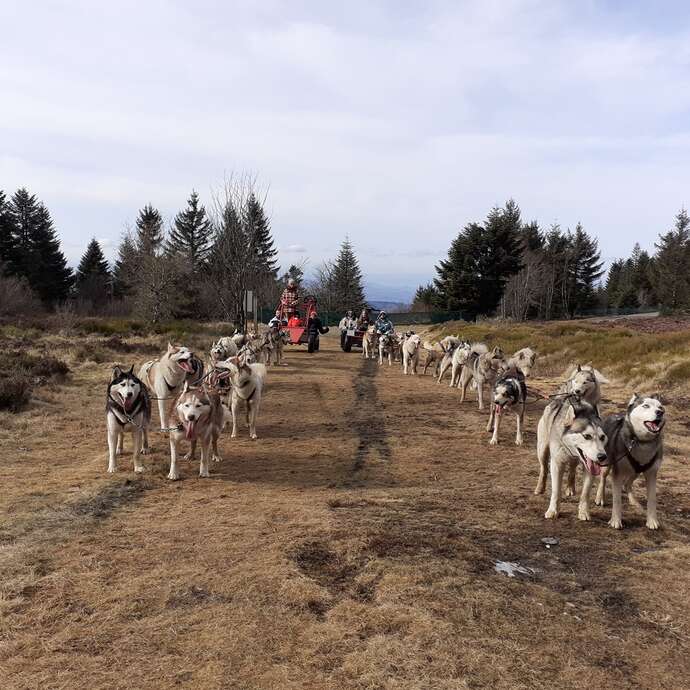 Chiens de traineaux Dubost Nature