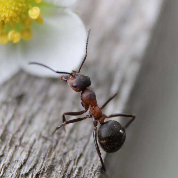 Atelier art - Les fourmis