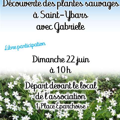 Visite botanique : Découverte des plantes sauvages