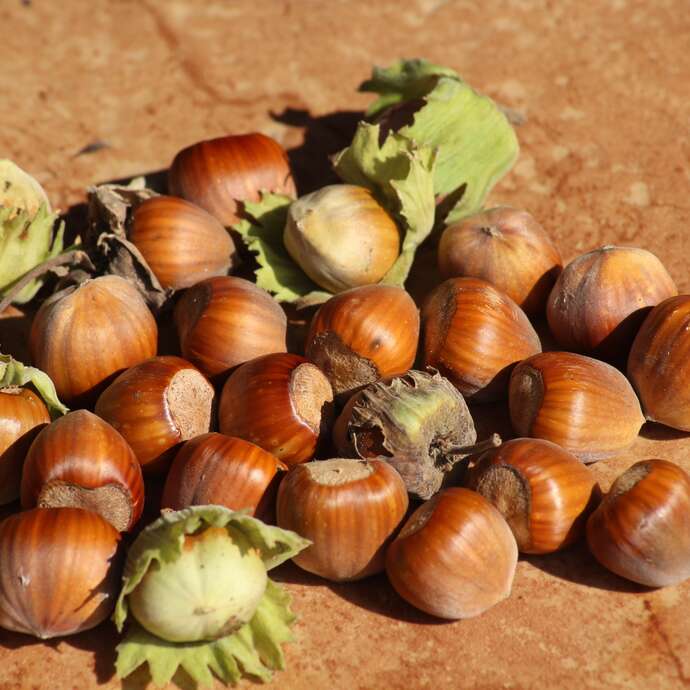 Douceur noisette - atelier enfant