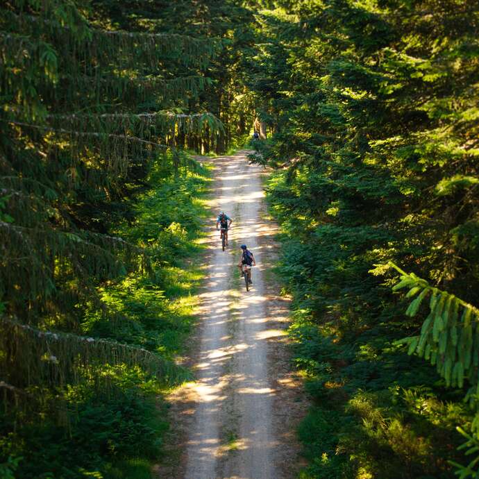 N° 42 - Une forêt grandeur nature - Espace VTT-FFC Massif des Bois Noirs