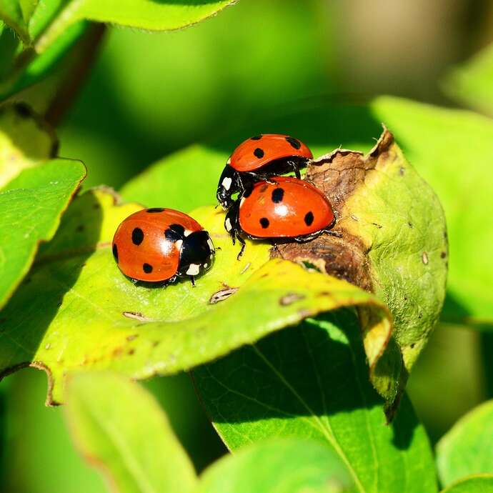 50 nuances de coccinelles