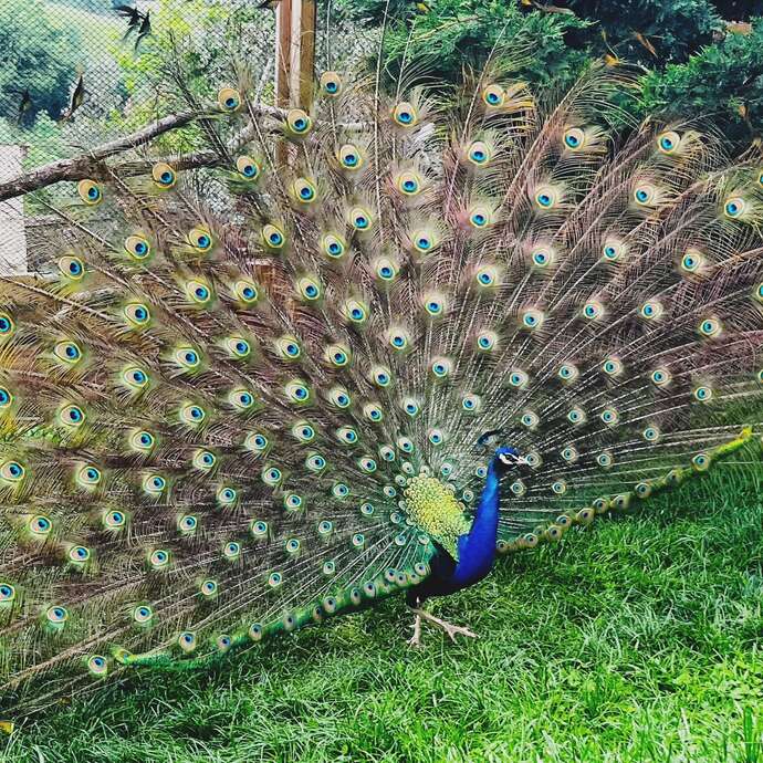 Ferme pédagogique le carré des animaux