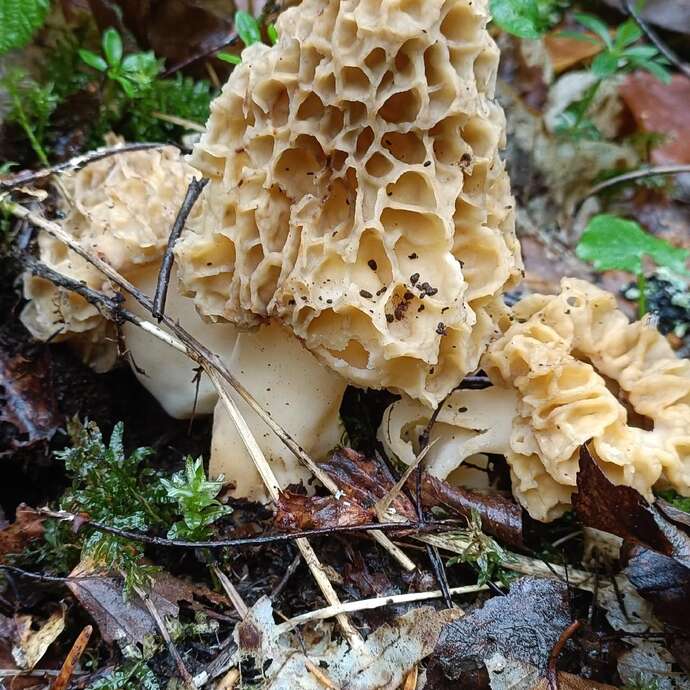 Semaine gourmande : balade-découverte en sous bois