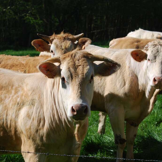 La Ferme du Petit Frêne