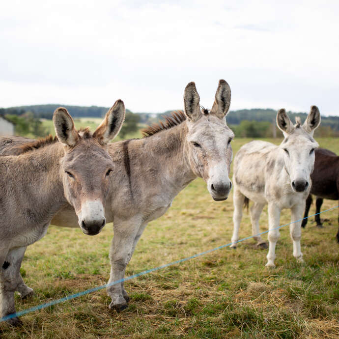 Barbanch'Anim : Balade avec des ânes, en calèche, ferme pédagogique