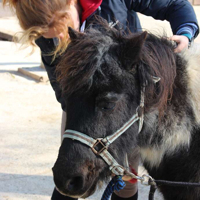 Les Cavaliers d'Epona