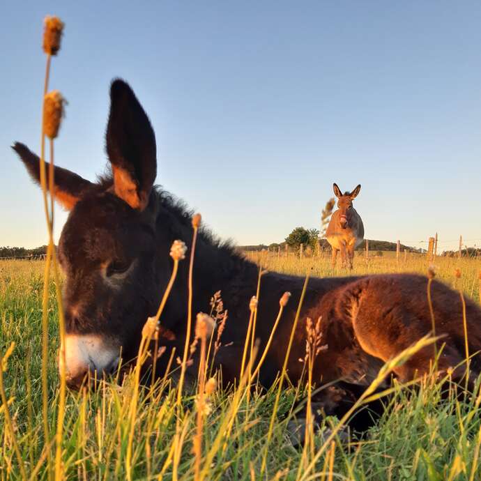 La ferme de l'âne vert cosmétiques bio