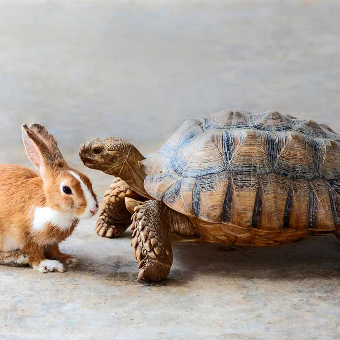Blinkbook « Le lièvre et la tortue »