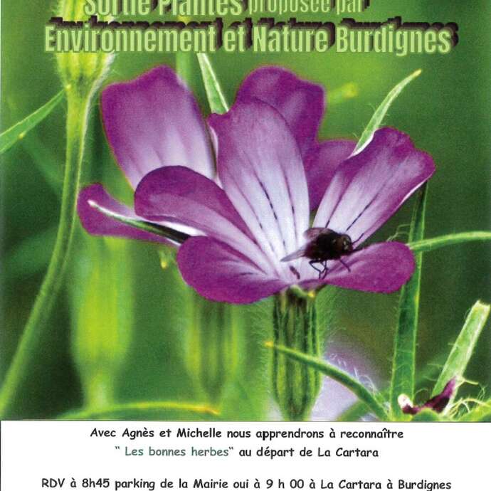 Sortie Plantes