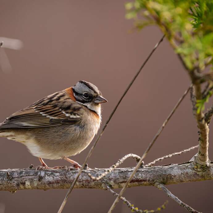 Pâte fimo oiseau - atelier