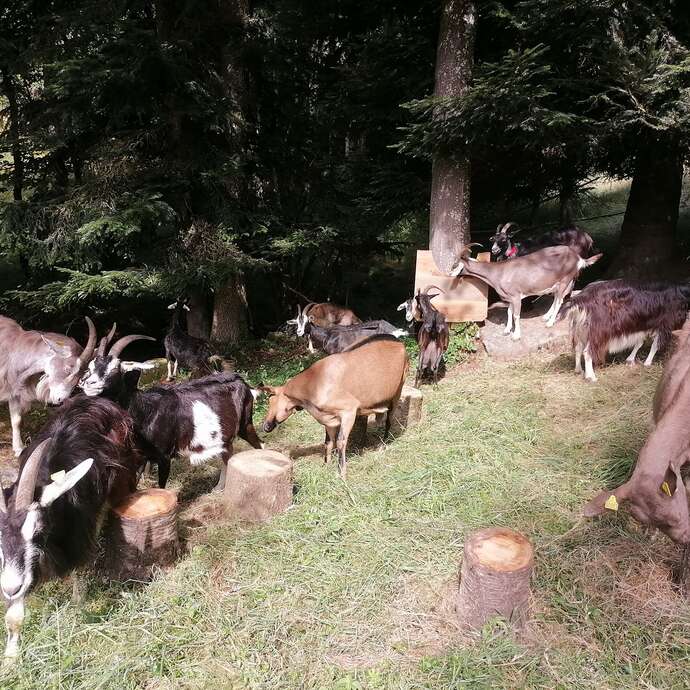 La Ferme des Pommeaux Blancs