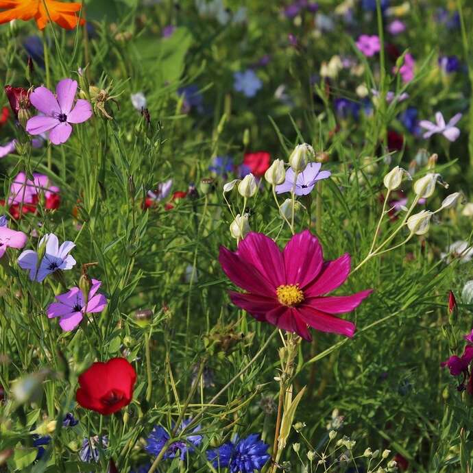 Formation : Agriculture Syntropique