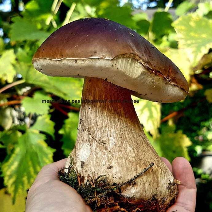 Sortie étude des champignons et des plantes sauvages