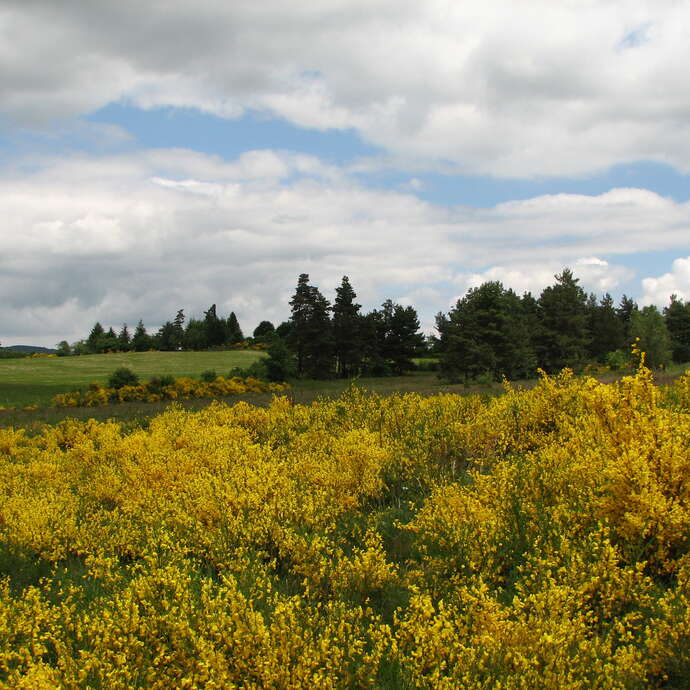 Sentier des Croix et des hauts d'Apinac
