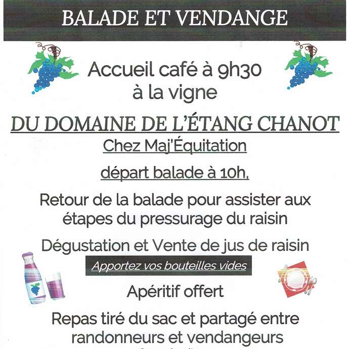 Vendange de la vigne de l'étang Chanot