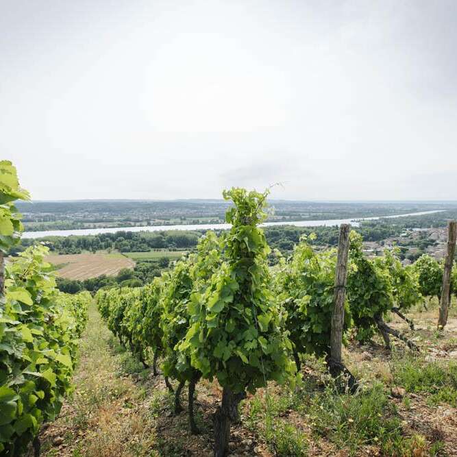Wine Notes au Domaine Anthony Paret