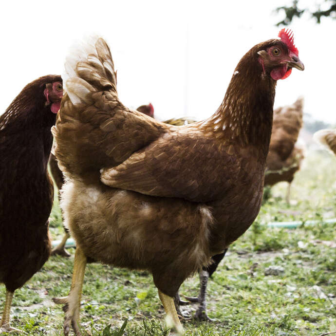 La Carotte qui dépote - productrice en maraîchage bio